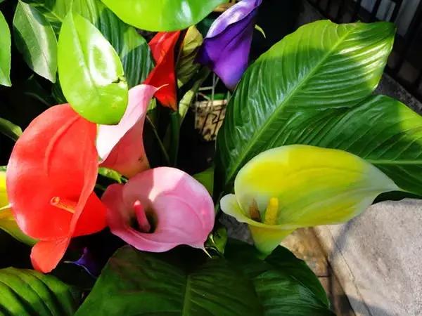 马蹄莲的全年养殖方法,马蹄莲秋天怎么养