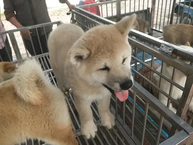 开封杨丰宠物市场最新价格信息,开封杨丰宠物市场现在开着吗