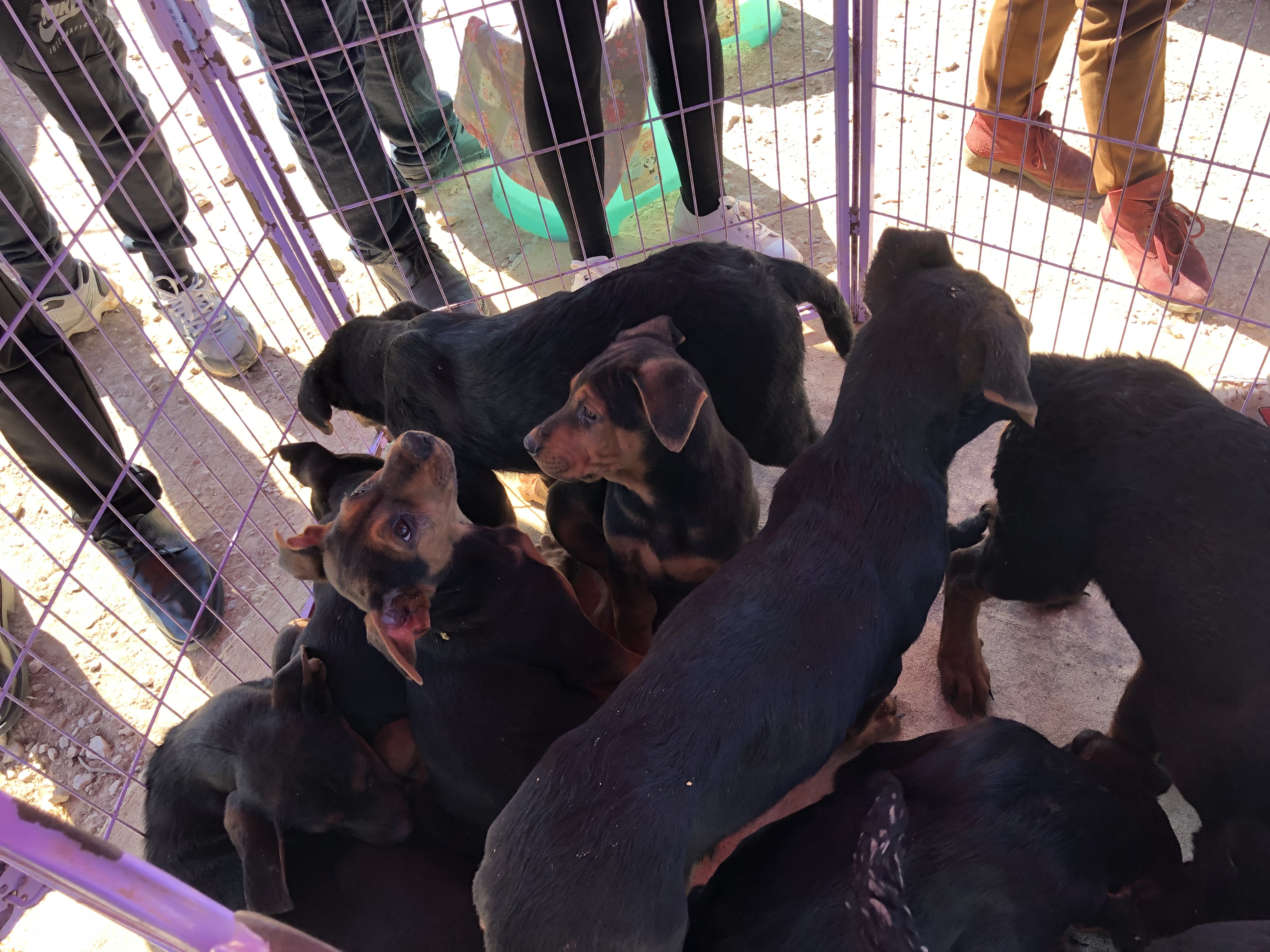 所有狗市卖巨型莱州红犬视频,狗市上的莱州红犬