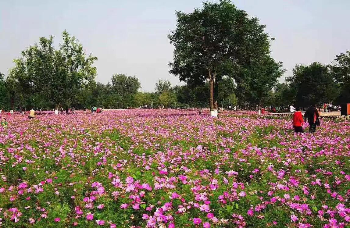 景富花卉苗木基地,培坤绿化苗木