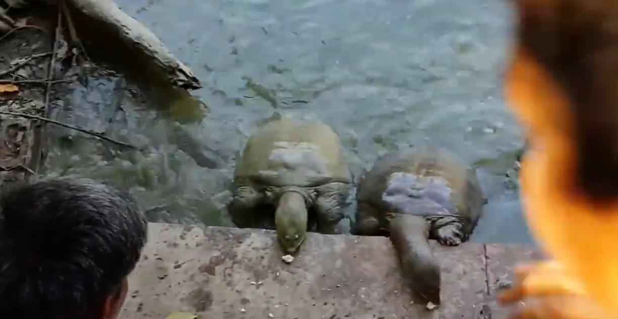 印度恒河甲鱼泛滥真实记录,印度恒河甲鱼泛滥为何没人敢吃