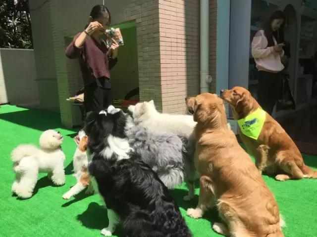 什么地方适合带猫狗玩耍,北京铲屎官可以带狗玩的地方