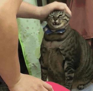 最适合家养的猫排名橘猫,最胖的品种猫排名