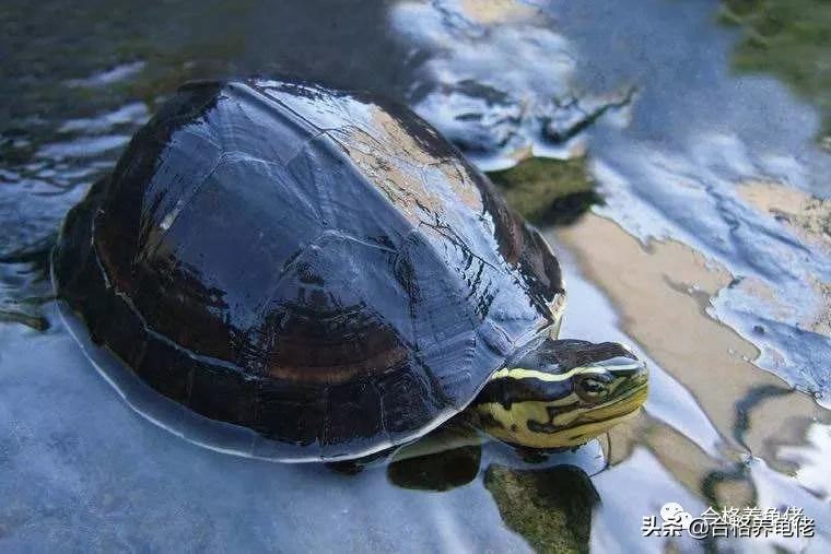 龟脖子咬伤用什么药,龟尾巴被咬伤了怎么处理