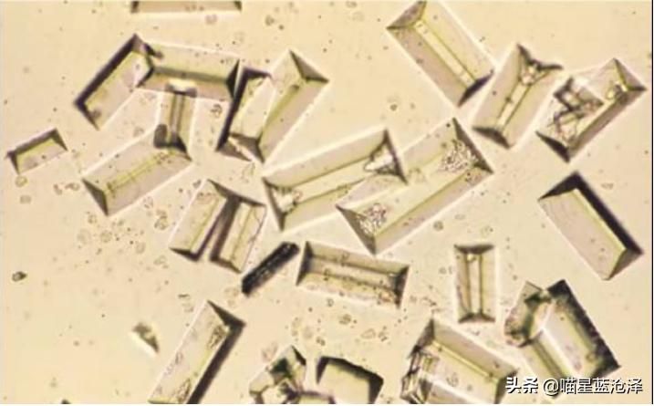小心！您的猫距离下泌尿道综合征可能只隔一碗水的距离
