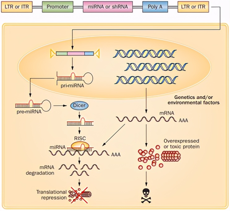 金斯瑞生物科技2020年年度报告,金斯瑞生物科技第一个里程碑