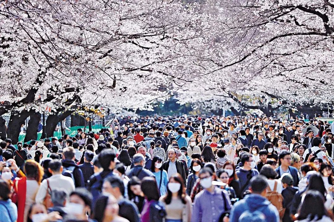 樱花限定好物,樱花限定口味的食物