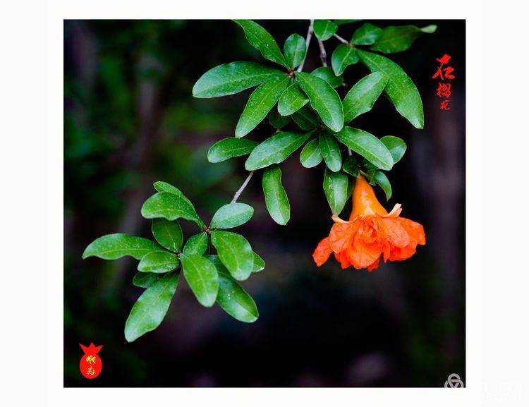 石榴花古诗词唯美,石榴花古诗词