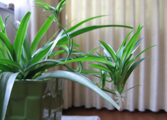 过期药养花的妙用,这五种药过期了千万别扔掉