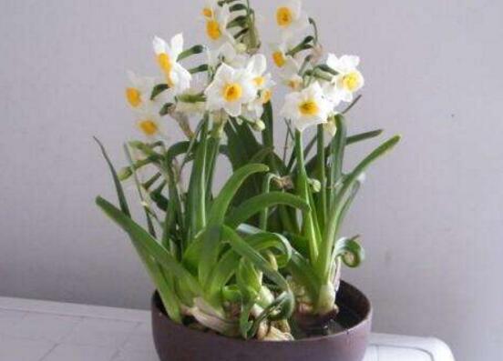 水培水仙花的养殖方法和技巧图解,水培水仙花的养殖方法