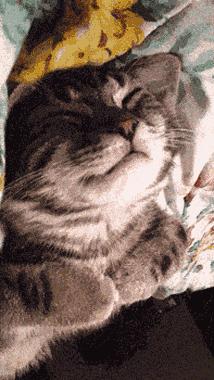 猫会像人一样做梦吗,猫老是做梦