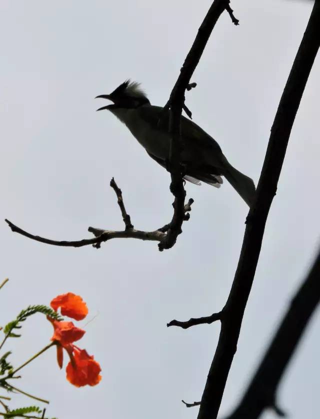 毕业季的凤凰花和栀子花,毕业季凤凰花开的时候