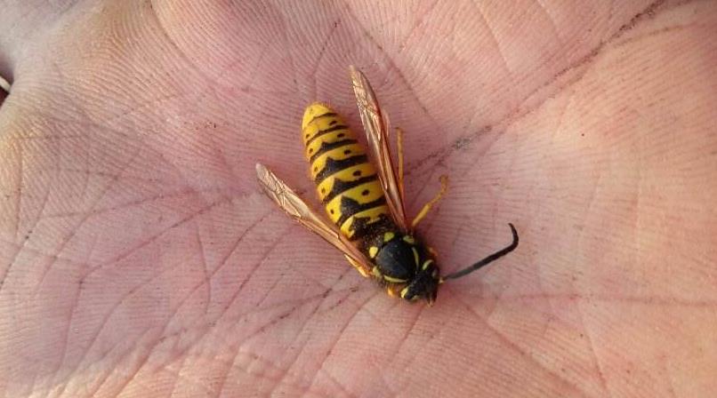 农村人又爱又恨的小昆虫,如今搬上餐桌,真下不去口