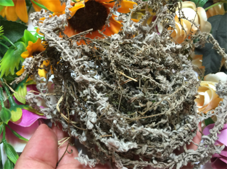 野生中草药鹿茸草,野生白毛鹿茸草