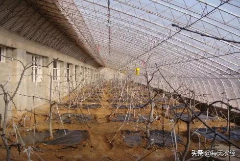 樱桃小柿子温室大棚高产栽培技术,温室大棚一根棍樱桃栽培模式