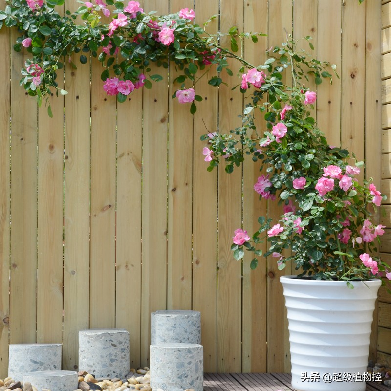 四季开花的香花植物,列举6种香花植物