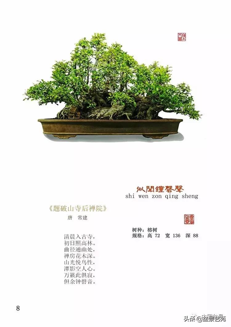 陈文图榕树欣赏,陈文图盆景