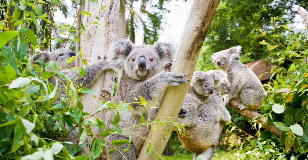 动物世界长隆国宝,长隆野生动物园国宝区