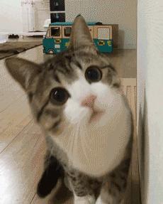 猫咪散播的谣言,一直有人在背后造谣我该怎么办