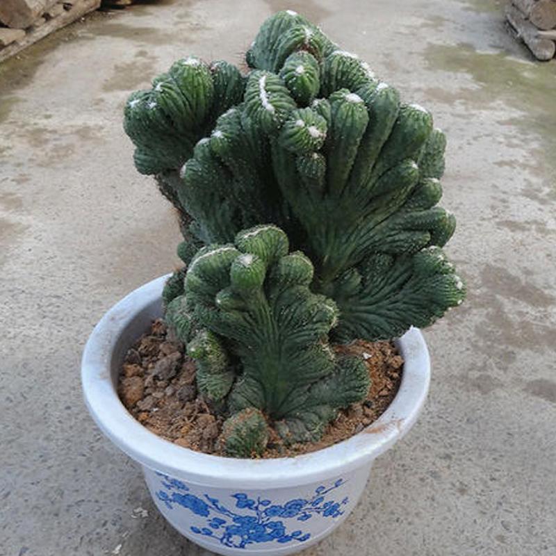 钁辩繝鎸烘嫈,娴峰崡浜旀寚灞辨嘲鍥藉北绔规爲