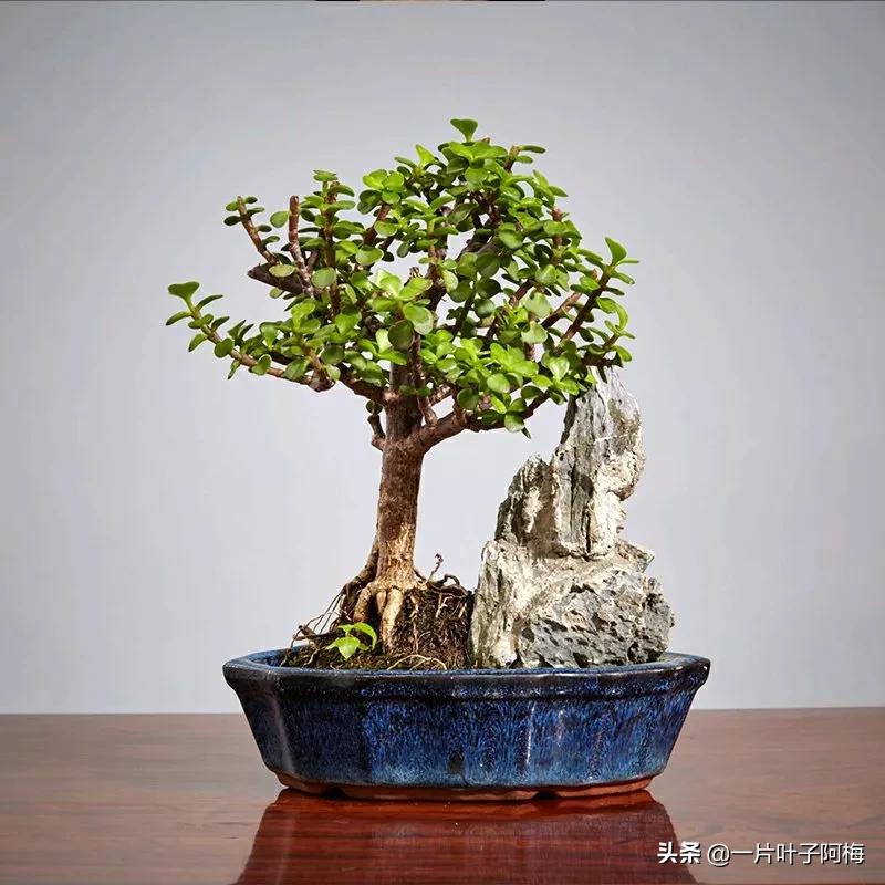 金枝玉叶干枯一碰就掉,金枝玉叶一夜之间掉了好多叶子