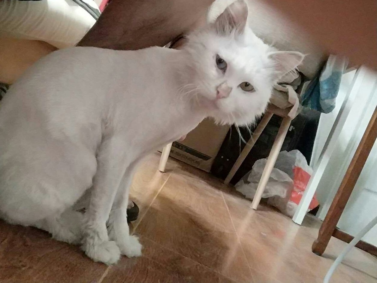 狮子猫小猫咪,狮子猫橘色宠物