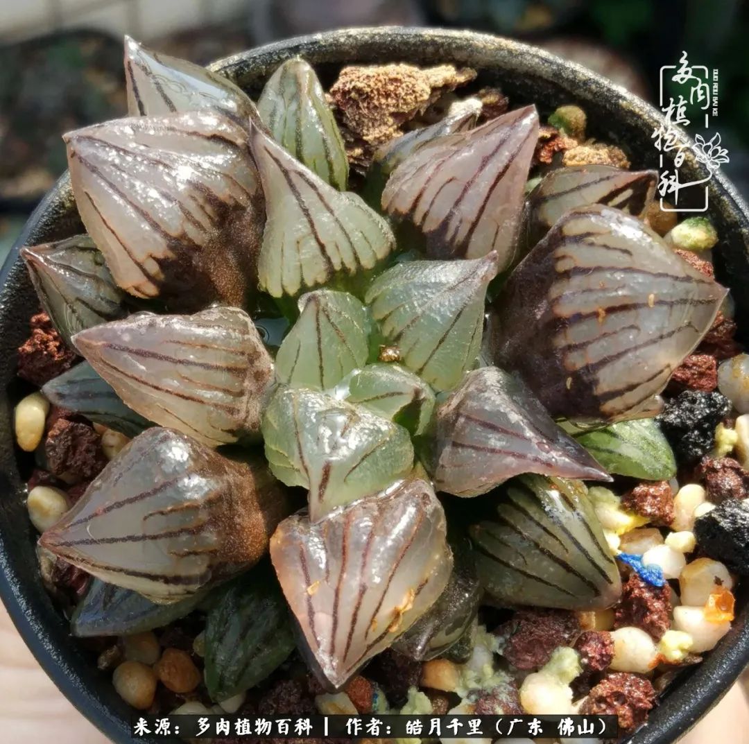 多肉娇气养不活多肉的10个秘密,养多肉是件很治愈的事情