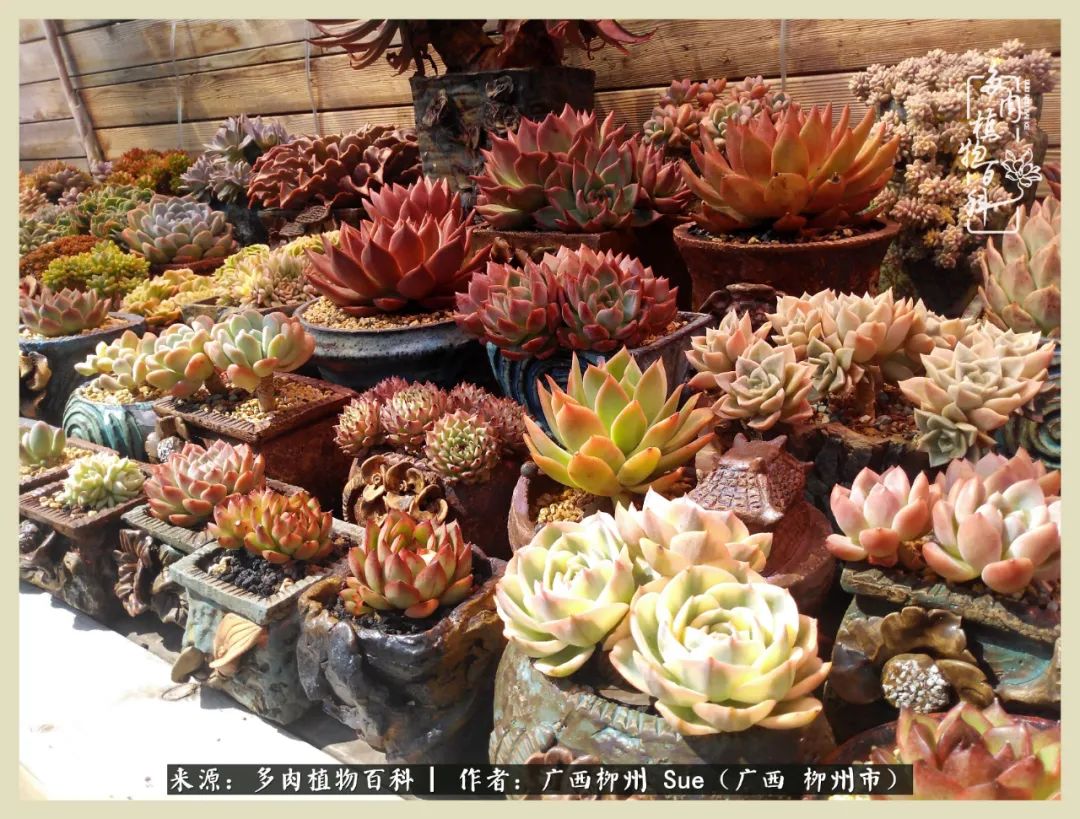 艳阳高照凉爽贵州,我要勤快地捕捉美好!(二)