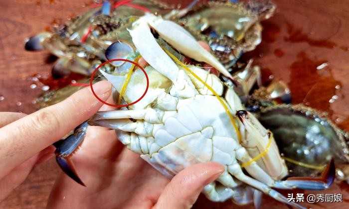 螃蟹肥不肥看哪里图片,怎么知道螃蟹肥不肥