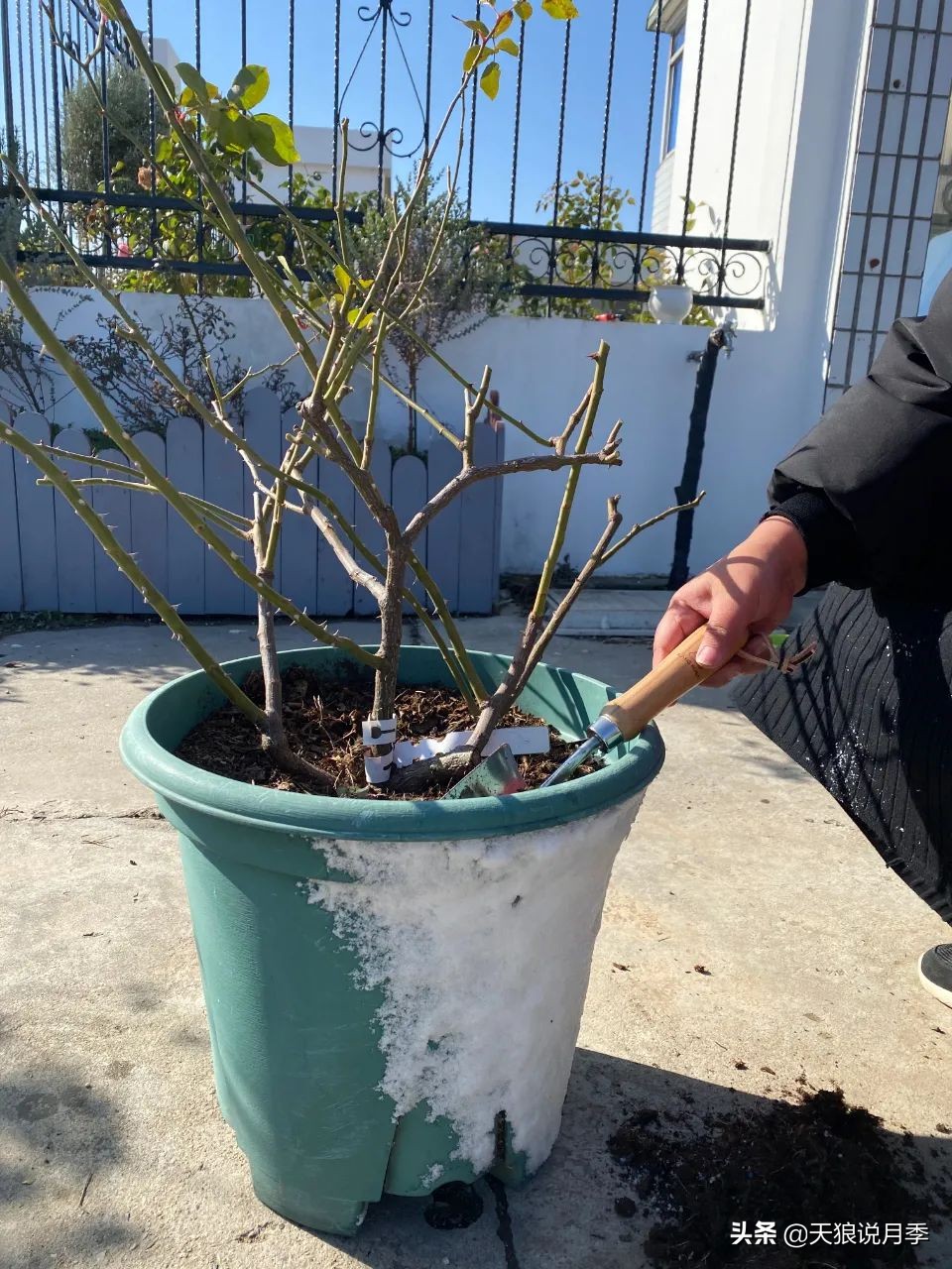 天狼说月季不长根,天狼说月季老苗修剪