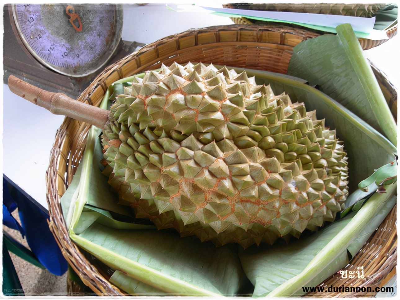 榴莲品种d13,泰国榴莲d197是什么品种