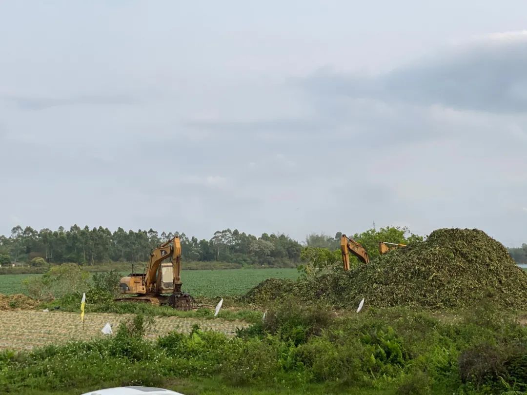 对水浮莲开战阳春清漂任务84万平方米,每天至少清漂8万平方米