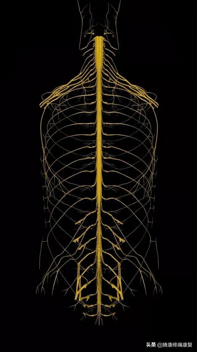 最全!脊神经系统汇总