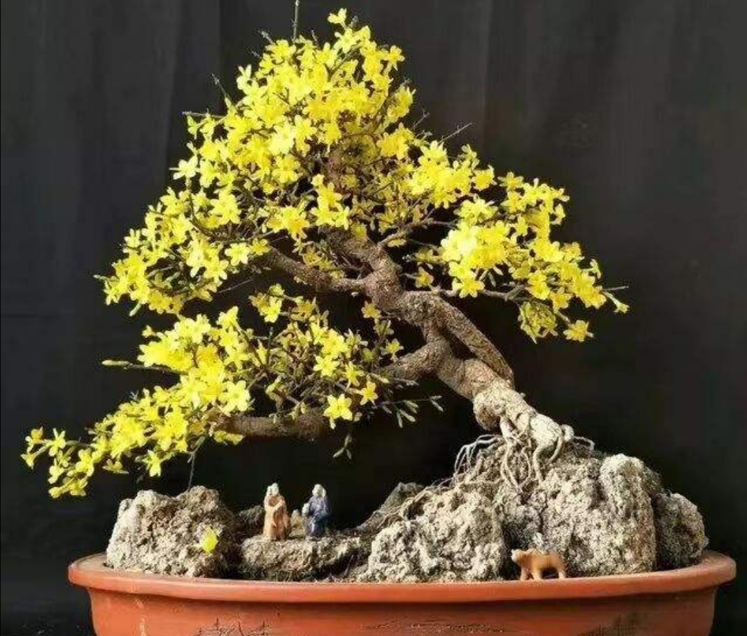 耐寒迎春花盆景,什么品种的迎春花适合做盆景