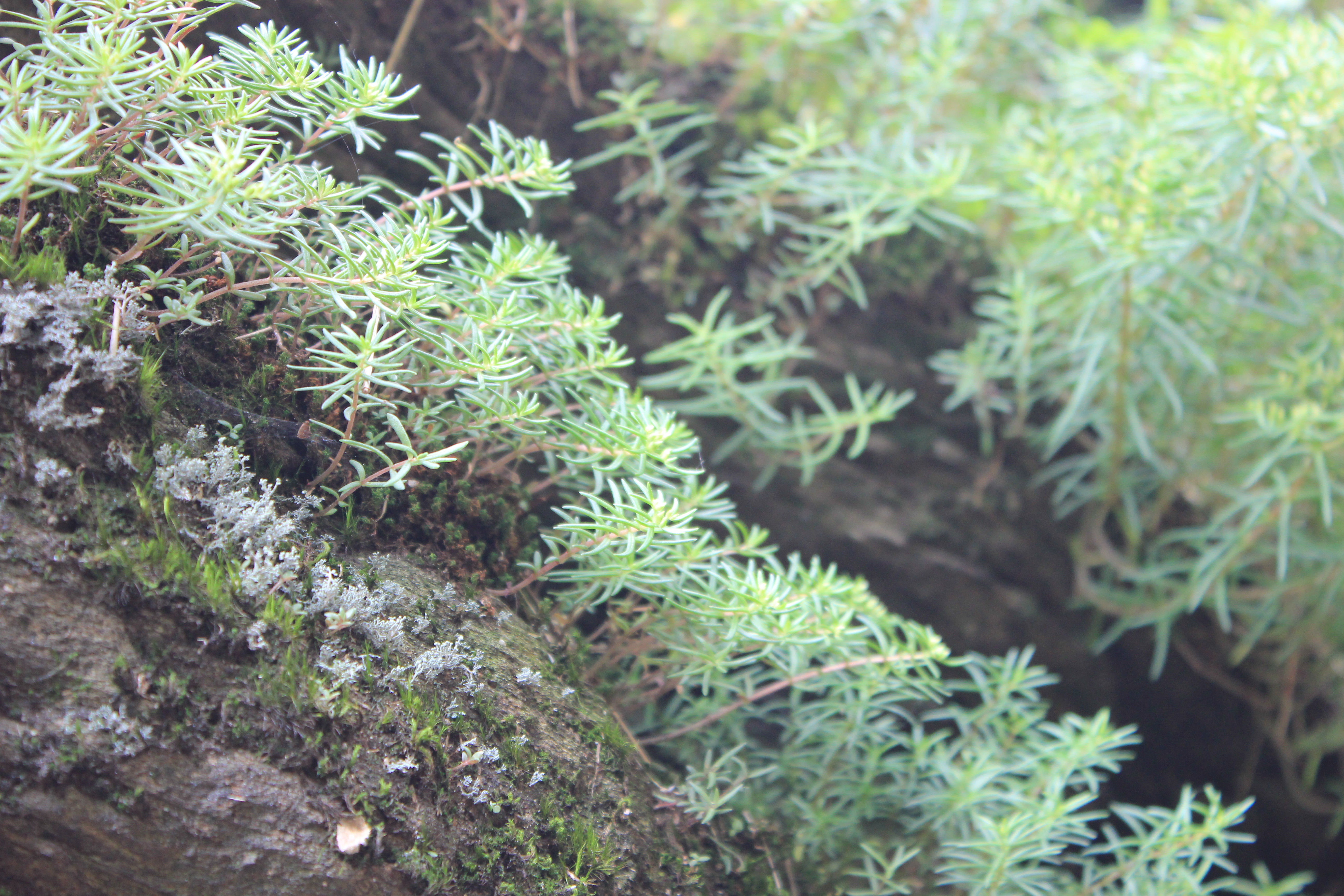 武汉周边避暑胜地|端午武汉至咸宁九宫山2日自驾亲子游路线分享