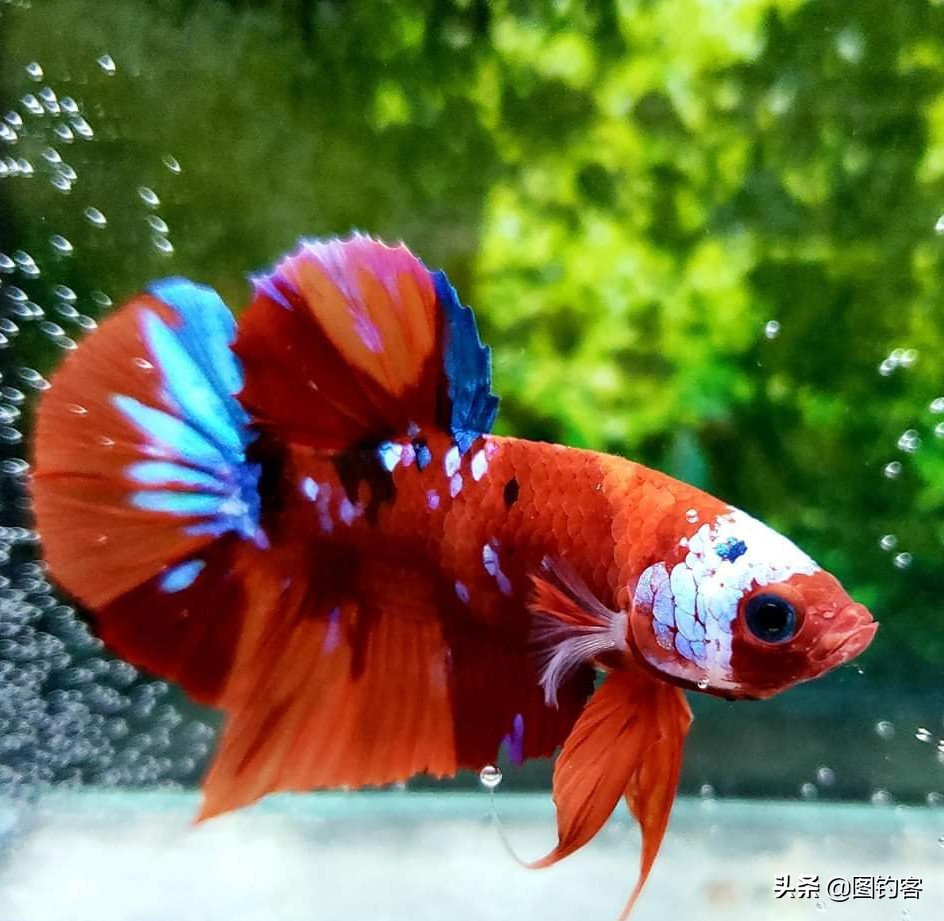 “一生都在打架中度过”：中国斗鱼，是观赏鱼中的“平头哥”