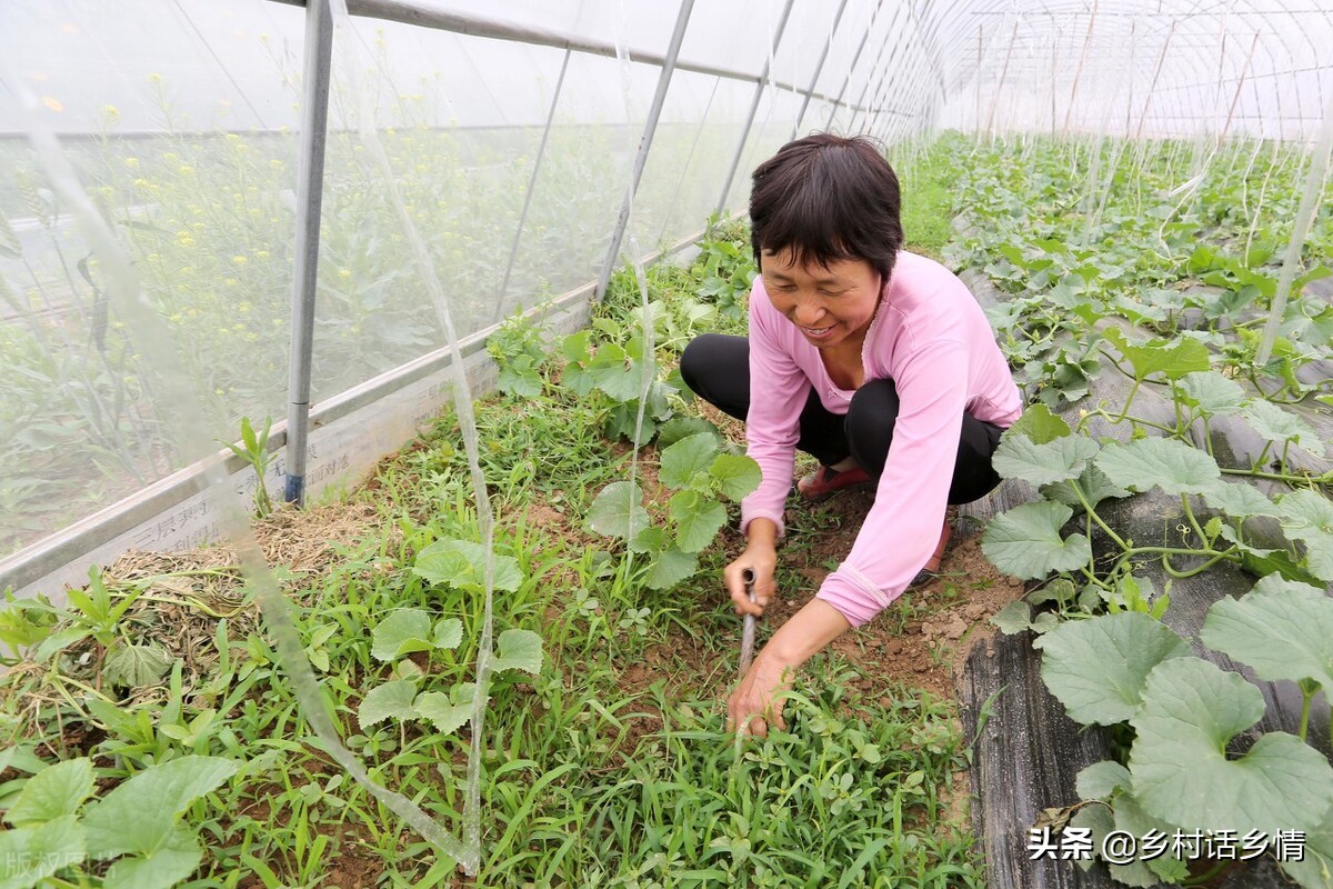 蔬菜长虫最有效小妙招,怎么治蔬菜虫子最快最有效