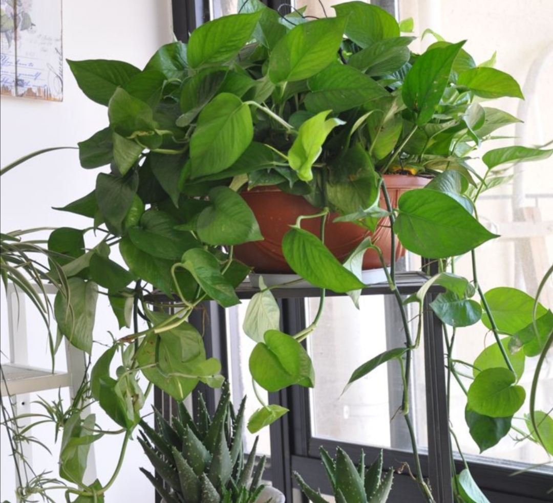 绿萝怎么养才能养得枝叶繁茂,绿萝怎么养得旺盛家庭小妙招