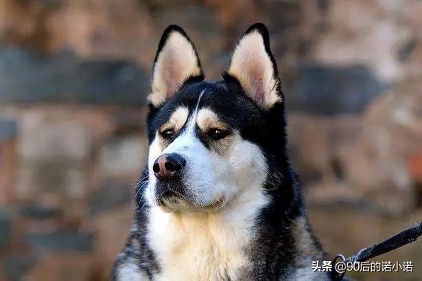 哈士奇拯救小镇,哈士奇救二哈