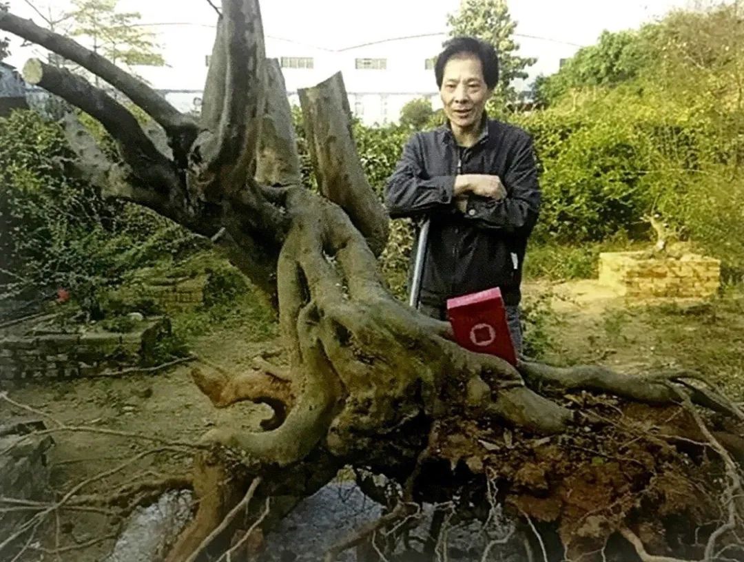 雀梅老桩盆景的造型,雀梅盆景树桩大全