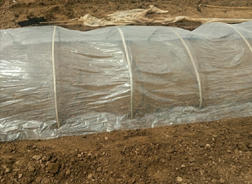 秧田壮苗促根用什么好,旱地育秧苗种植技术