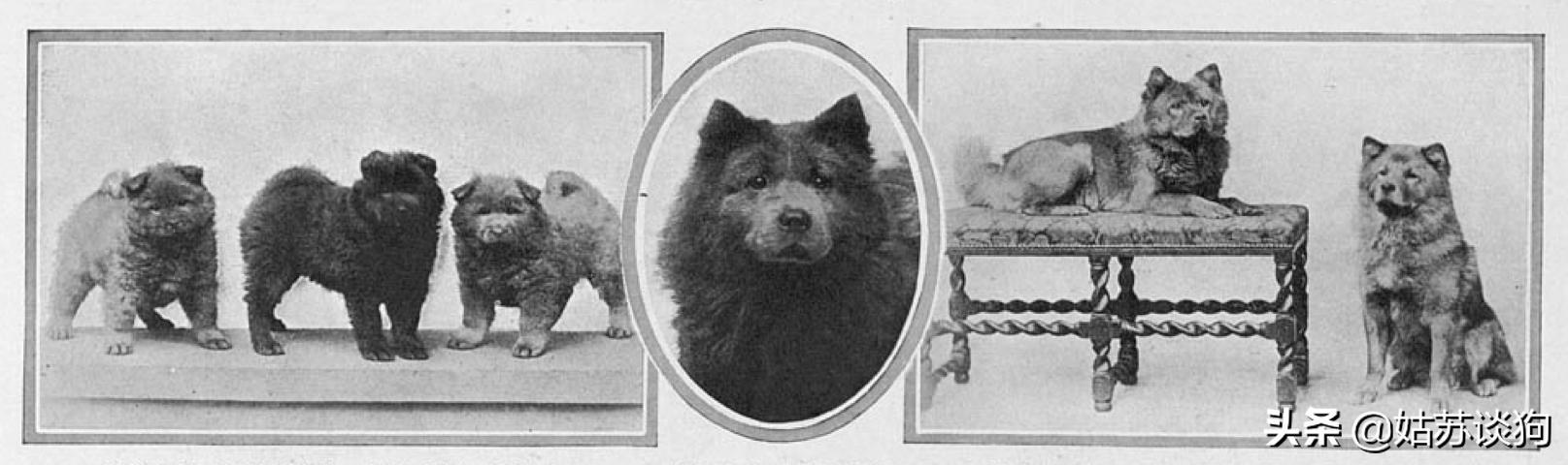 涓浗鐔婄姮,涓浗鐔婄姮鏈夊鍘夊