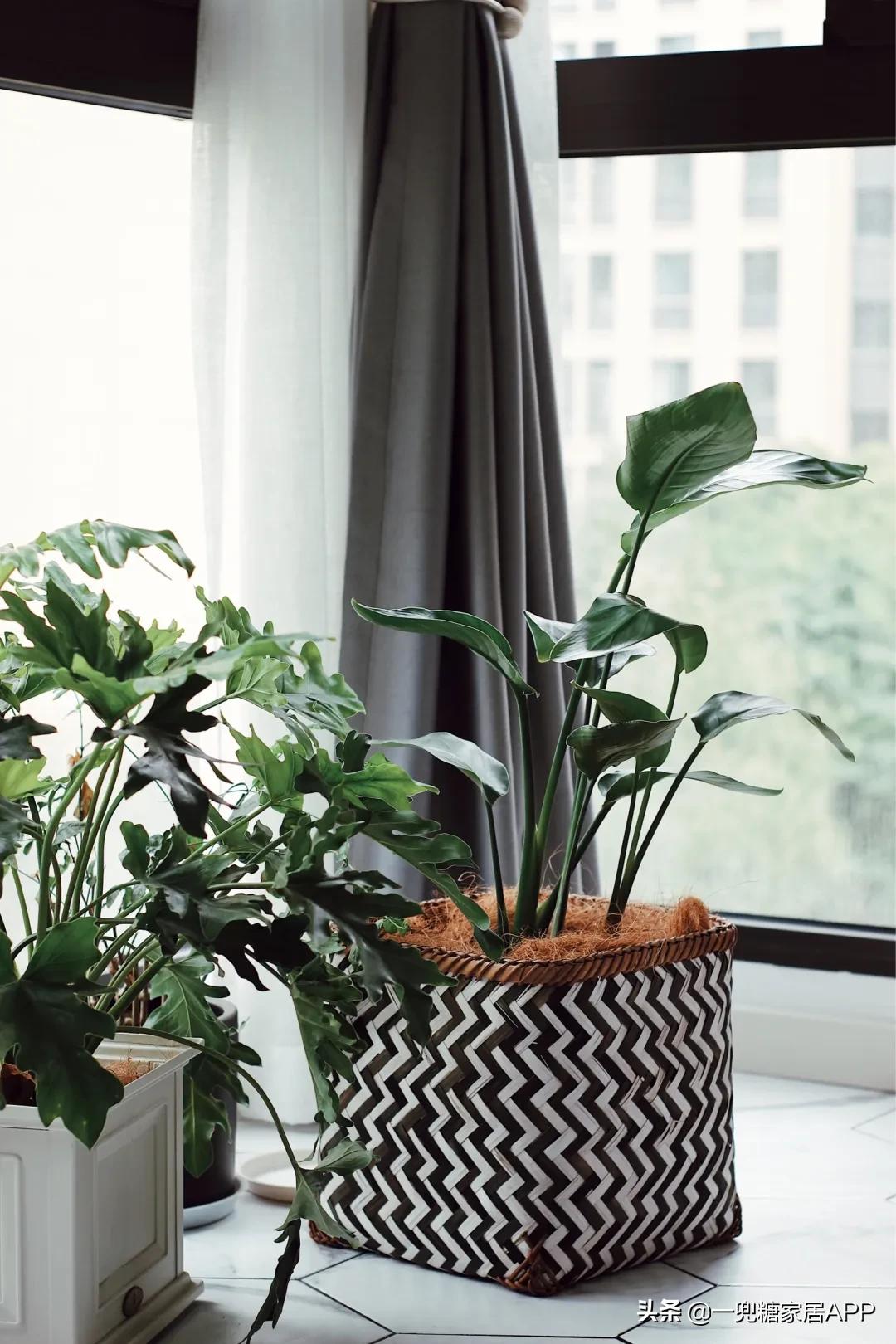 手残党绿植大全,给大家推荐几款超好养的绿植