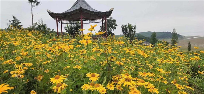 22℃的夏天丨河灯初上夜未央，花海骄艳扑鼻香，这就是富江