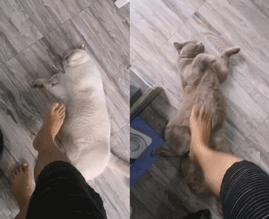 吉若奥mini空气净化器,吉若奥空气净化器测评