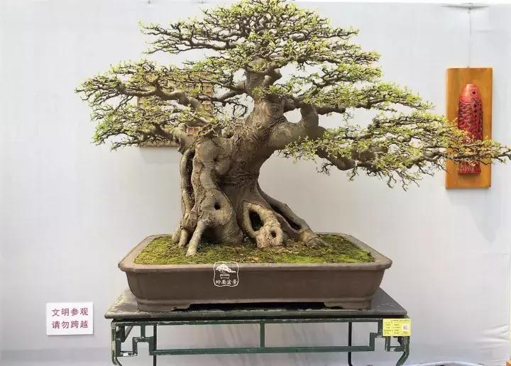 造型极美的盆景一起来欣赏,一组风吹出来的盆景欣赏动感十足