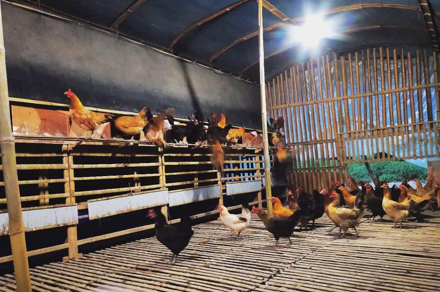 900元开启养鸡路，10年九死一生，创出“百草鸡”