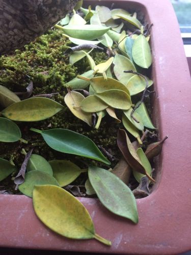 冬天榕树掉叶子是怎么回事,榕树盆景冬天怎么养忌讳什么