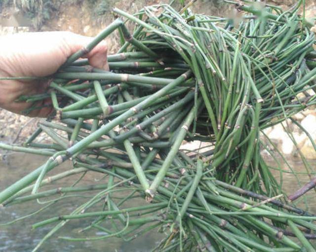 在农田,遇到1种“草麻黄”拔出来,以往没人挖,如今价值很高