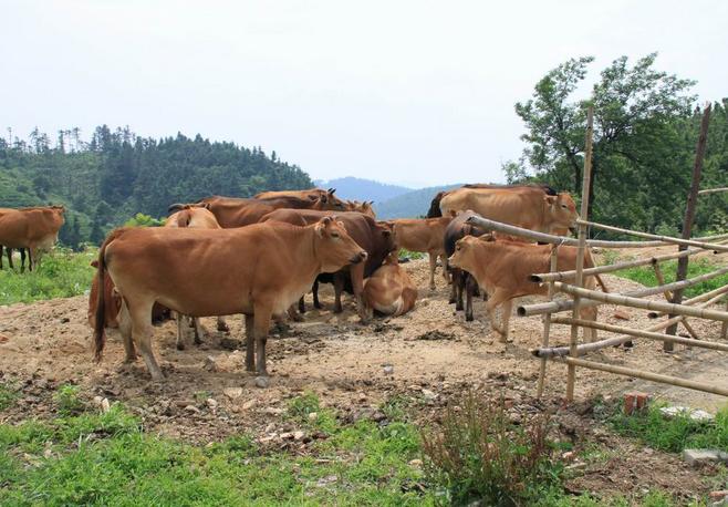 小型养殖有什么项目可以做,适合在农村养殖发展的项目
